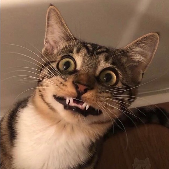 Meet your Posher, Lena - Picture 1 of 1